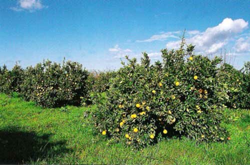 العمل الإجتماعي بإقليم بركان: واقع و آفاق.