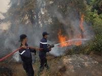 Berkane / 180 hectares de forêt ont été ravagés