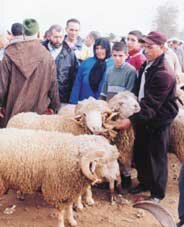 وفرة خروف عيد الأضحى بالجهة الشرقية،
