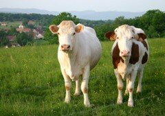 Comment expliquer l\&rsquo;économie ?
