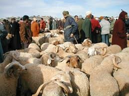 اجتماع اللجنة الجهوية للبرنامج الإستعجالي لإغاثة الماشية بالجهة الشرقية: بلاغ صحفي