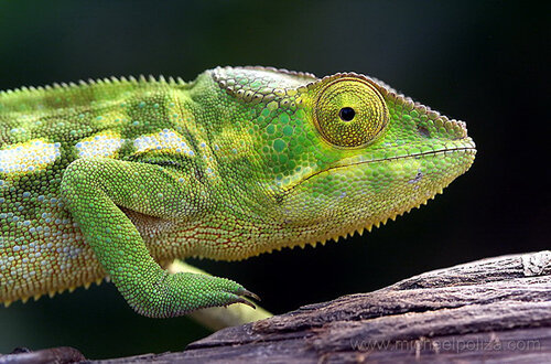 Le caméléon et les partis Bakchich