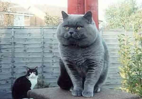 اعترافات قط سمبن