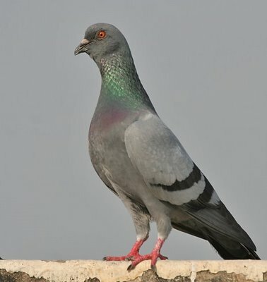 مسابقة وطنية للحمام الزاجل بفاس