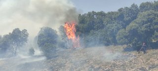 LES FEUX DE FORETS FONT DES RAVAGES A IFRANE ET SEFROU