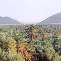 FIGUIG : L’espace de projets de Bouarfa-Tandrara