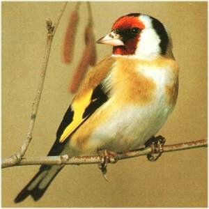 Oujda / IFO: ENVIRONNEMENT ET OISEAUX