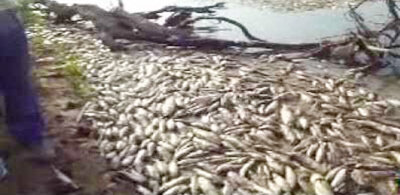 « Catastrophe écologique » sur un grand fleuve du Maroc