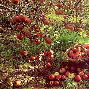 Oriental : Réunion d\&rsquo;évaluation du projet arboriculture fruitière