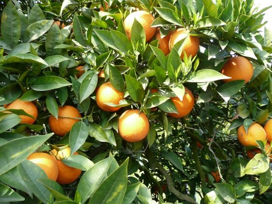 Production prévisionnelle de plus de 219 mille tonnes d&rsquo;agrumes dans le périmètre de la Moulouya (ORMVAM)