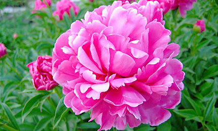 LA PIVOINE