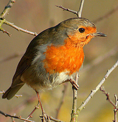 Rouge-gorge