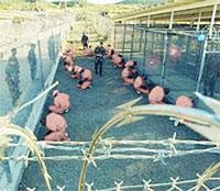Guantánamo ou le scandale des droits humains