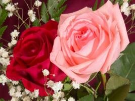 حال أهل الحال