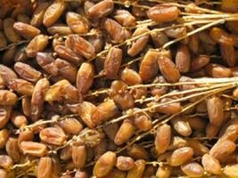 تمور اسرائيلية تغزو الأسواق المراكشية