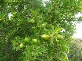 L&rsquo;Arganier : L&rsquo;arbre de fer