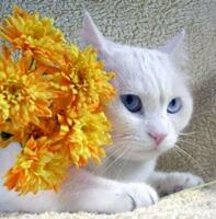 Les chiens, les chats,..et les Africains
