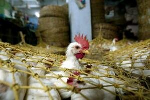 Le marché aux poulets de Lazaret, Oujda