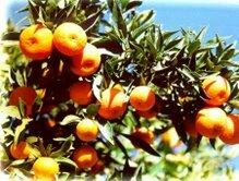 La clémentine de Berkane en quête d’indication géographique protégée