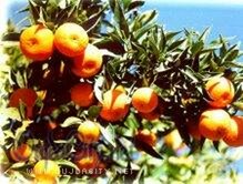 Berkane et sa vallée : l’Eden des agrumes