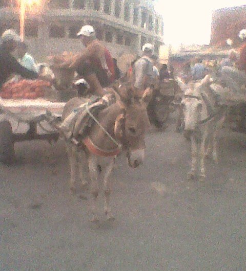 ?من يحمي المواطنين من سلوكات اصحاب العربات المدفوعة والمجرورة بوجدة