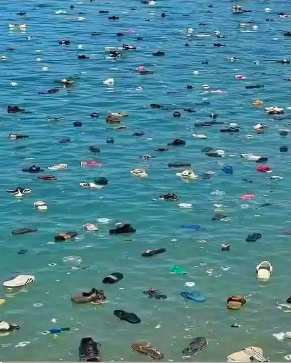 جمال وخنازير ونعال