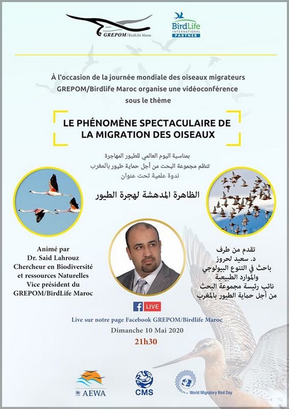 EN CONFINEMENT DU COVID-19 : GREPOM/BIRDLIFE MAROC CELEBRE LA JOURNEE MONDIAL DES OISEAUX MIGRATEURS