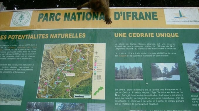 Province d’Ifrane : La Réserve de Biosphère des Cèdres de l’Atlas lance un cycle de 3 ateliers pour la SNAB 2035