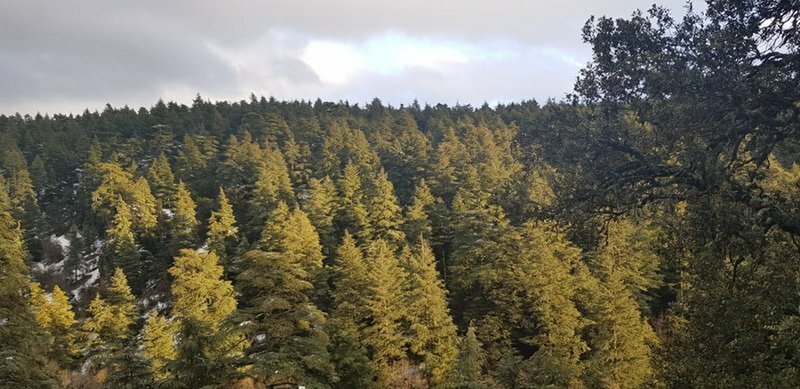 L&rsquo;Assemblée Générale Constitutive du Réseau des Associations de la Réserve de Biosphère du Cèdre de l&rsquo;Atlas – Atlas Cedrus –