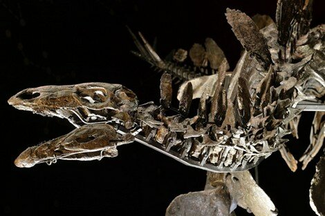 اكتشاف نوع جديد من الديناصورات بالأطلس المتوسط الشرقي