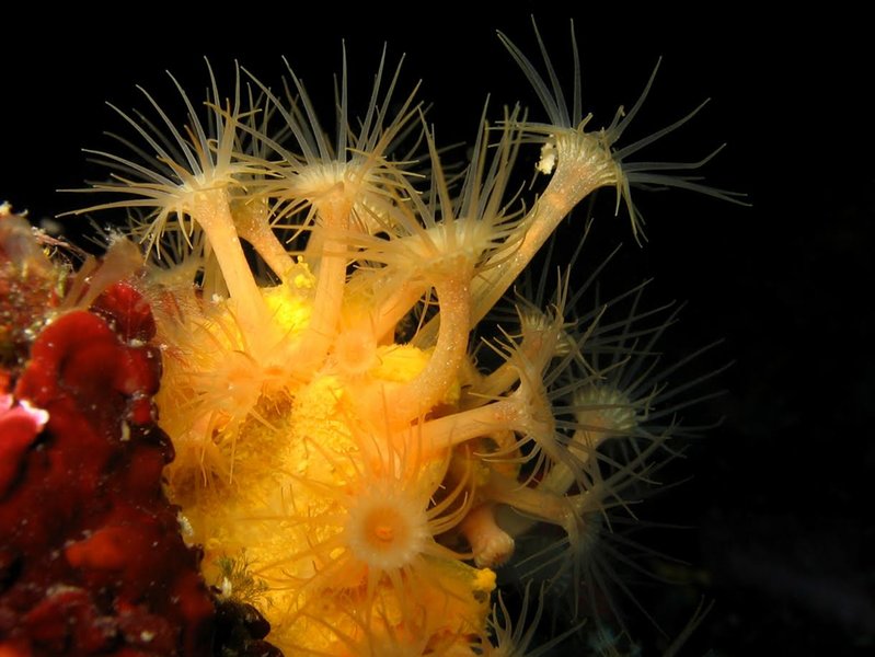 L’UICN TIRE LA SONNETTE D’ALARME : sur l’état de conservation des coraux, gorgones et autres Espèces apparentées en Méditerranée