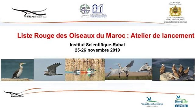 Rabat accueille un Atelier de lancement de la Liste Rouge des Oiseaux au Maroc.