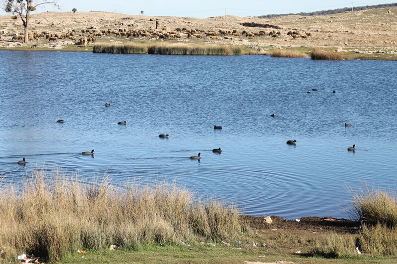 L’UNITE FES-MEKNES DE GREPOM PROCEDE AU RECENSEMENT DES OISEAUX D’EAU HIVERNANTS