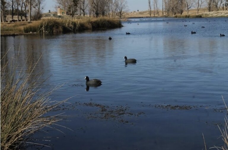 Environnement : GREPOM et ses partenaires Organisent à Agadir Le 9ème Colloque International « Oiseaux d’Eau et Zones Humides en Méditerranée »