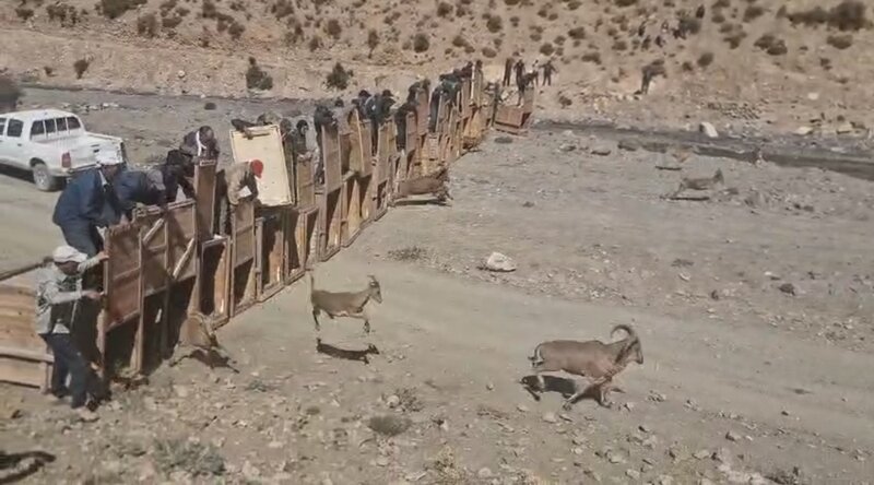 Parc National du Haut Atlas Oriental : Une nouvelle réintroduction de Mouflon à Manchettes Bien réussie par l’ANEF