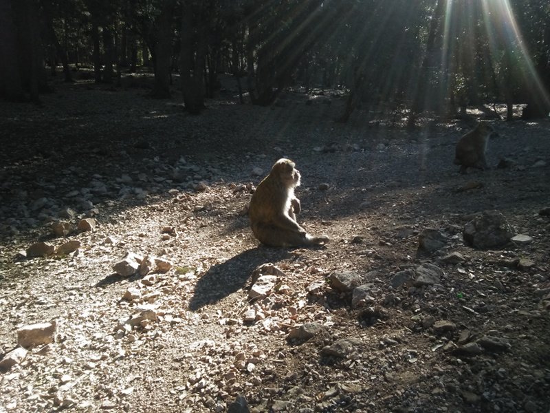 LE SINGE MAGOT AU COEUR DES DEBATS DE L’ATELIER DE SENSIBILISATION SUR LA LOI 29-05 DANS LA CAPITALE ISMAILIENNE MEKNES