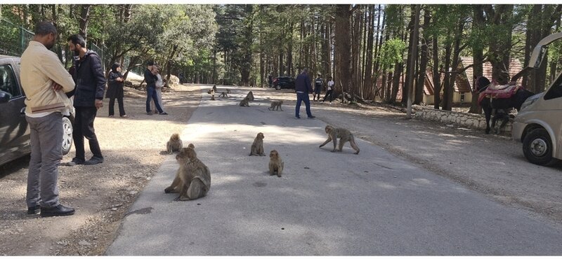 LE SINGE MAGOT AU CŒUR D’UNE RECHERCHE SUR l’INTERACTION HOMME-SINGE DANS LE PARC NATIONAL D’IFRANE