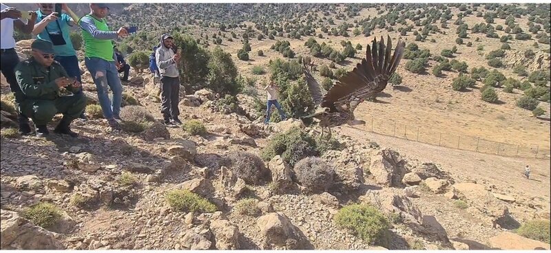 VIE SAUVAGE AU MAROC : Suivi scientifique en vue de la conservation du Vautour de Rüppel au Maroc