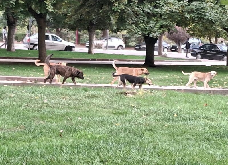 Ville d’Ifrane – Danger des chiens errants : Quand le dispensaire vétérinaire tant attendu tarde à voir le jour, la sécurité des citoyens est mise en jeu