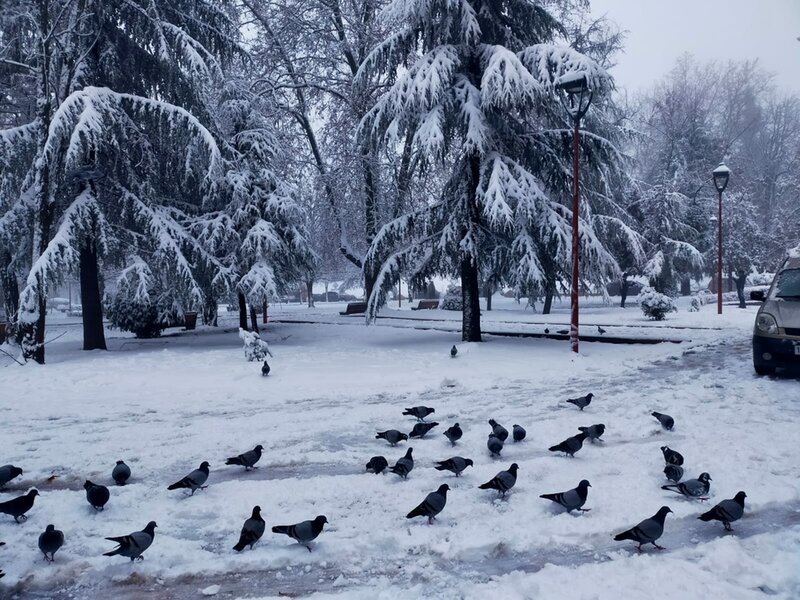 Ifrane enneigée : Un spectacle féerique
