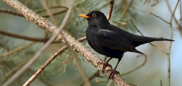 أصوات وتأويلات