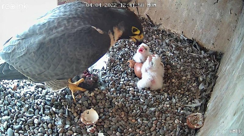 LE FAUCON PELERIN : L’OISEAU LE PLUS RAPIDE AU MONDE POUR PROTEGER LA GRANDE MOSQUEE HASSAN II