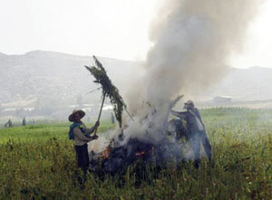 تاونات: حملات مباغتة للقبض على مزارعي القنب الهندي