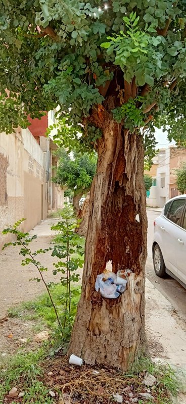 رغم تهديدها لحياة المواطنين وسياراتهم بشوارع المدينة، بلدية وجدة تتجاهل الأشجار خاوية الجذوع وتتجاوز قرارها باجتثاث أشجار الزيتون