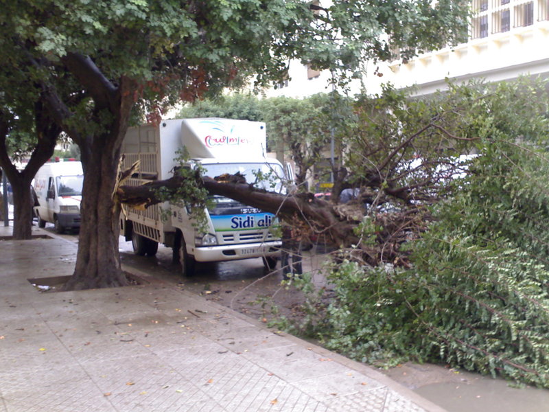 أشجارمنخورة الجذوع تهدد حياة المارة من المواطنين وسياراتهم المتوقفة بشوارع مدينة وجدة
