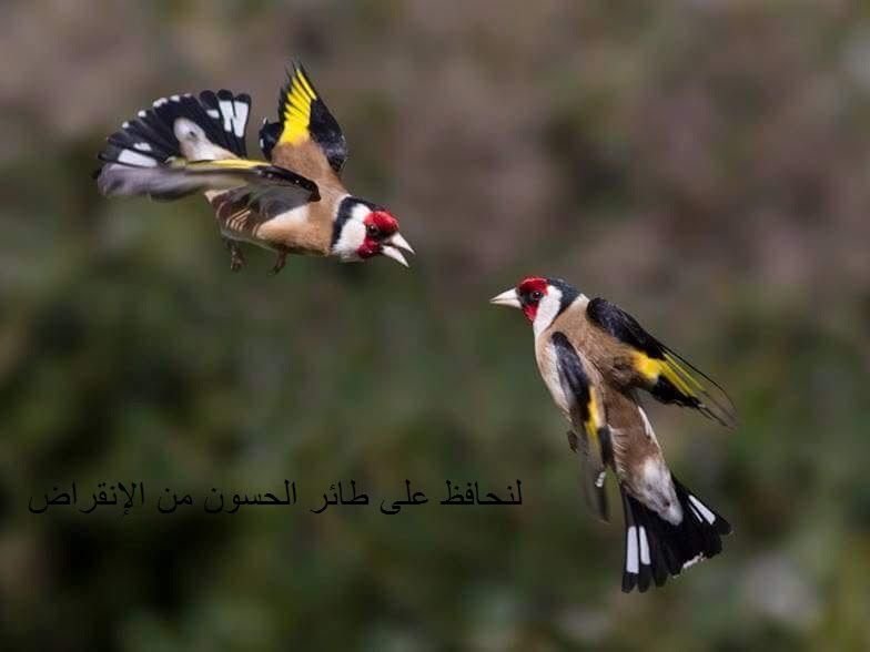 الجمعية الوجدية لأصدقاء الطيور تنظم أياما دراسية حول طائري « الهارز » و  » الحسون »