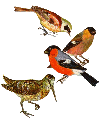 الجمعية الوجدية لأصدقاء الطيور تتألق في المباراة الوطنية لتبريز