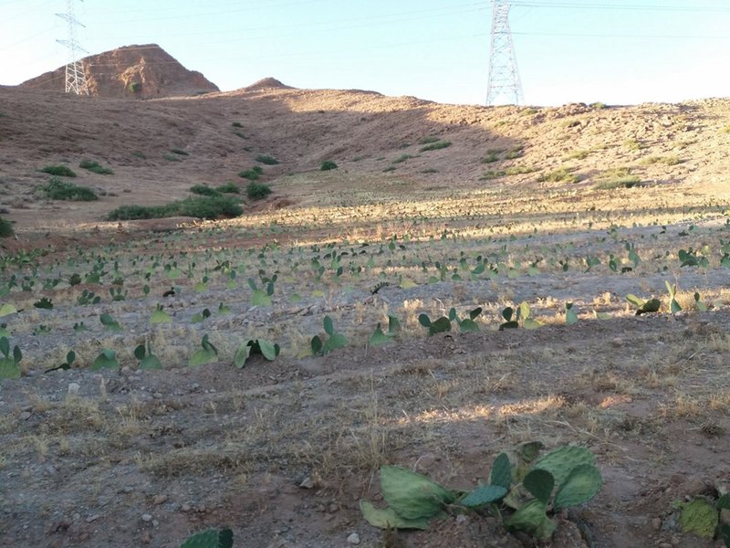 من سيرة ولد الجبال.. في المغارة شَيْهَم جريح