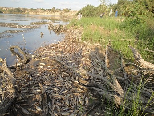 Zones humides :Catastrophe écologique sur la Moulouya