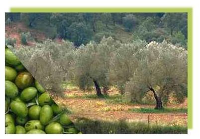 Oriental Création d’une oliveraie expérimentale à Berkane